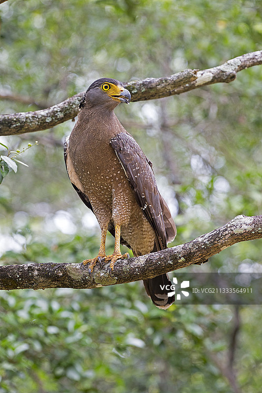 斯里兰卡西北海岸树枝上的凤头蛇雕图片素材