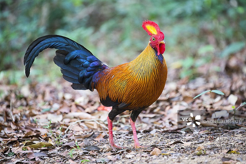 斯里兰卡原鸡，位于维尔帕图国家公园，斯里兰卡西北海岸图片素材