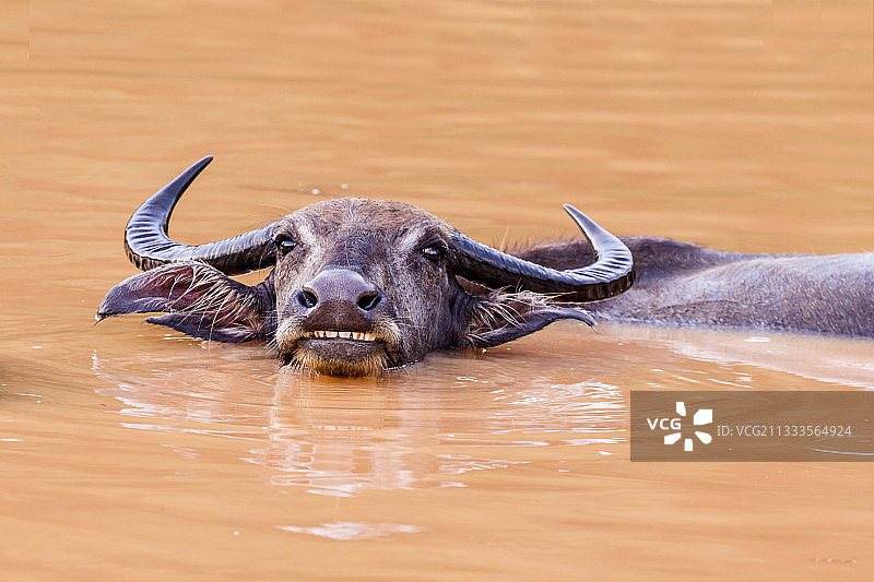 斯里兰卡西北海岸维尔帕图国家公园水中休息的野生水牛或亚洲水牛（Bubalus arnee）图片素材