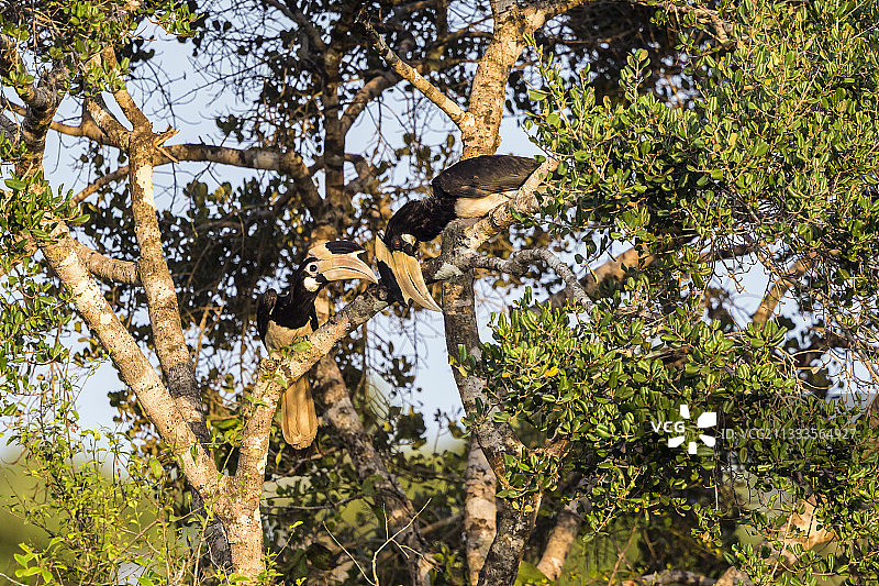 树上的马拉巴尔花冠犀鸟（Anthracoceros coronatus），斯里兰卡西北海岸维尔帕图国家公园图片素材