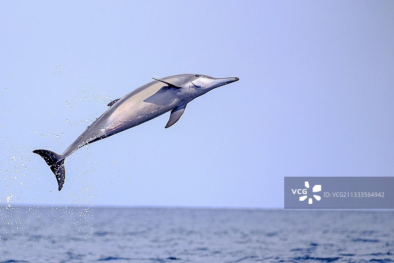 跳跃的长吻原海豚，斯里兰卡西北海岸卡尔皮蒂亚图片素材