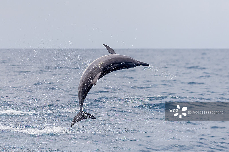 跳跃的长吻原海豚，斯里兰卡西北海岸卡尔皮蒂亚图片素材