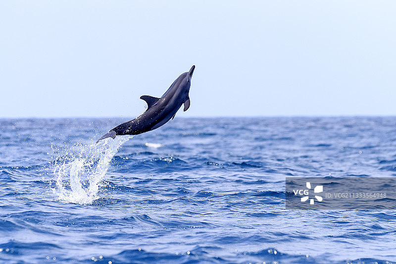 跳跃的长吻原海豚，斯里兰卡西北海岸卡尔皮蒂亚图片素材