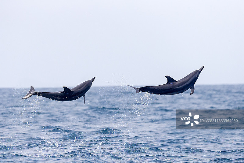 斯里兰卡西北海岸卡尔皮蒂耶跳跃的飞旋海豚图片素材