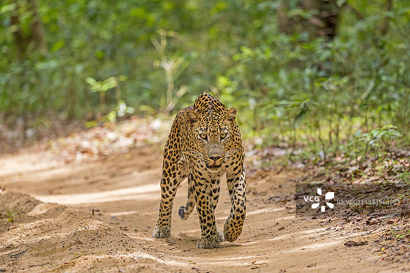 斯里兰卡豹（Panthera pardus kotiya），位于斯里兰卡西北海岸图片素材