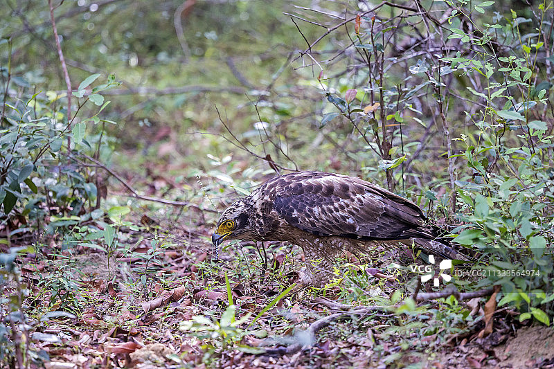 蛇雕在斯里兰卡西北海岸捕食蛇图片素材