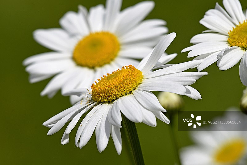 法国弗朗什-孔泰的滨菊图片素材