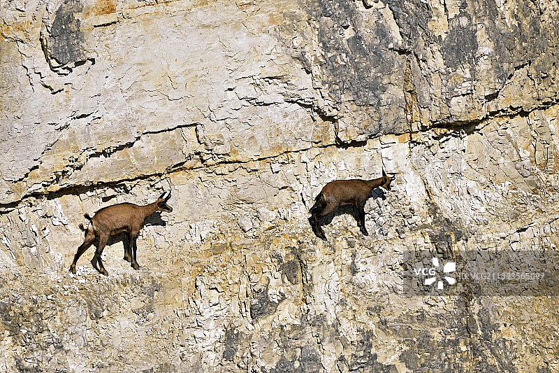 法国弗朗什-孔泰马泰采石场中的羚羊图片素材