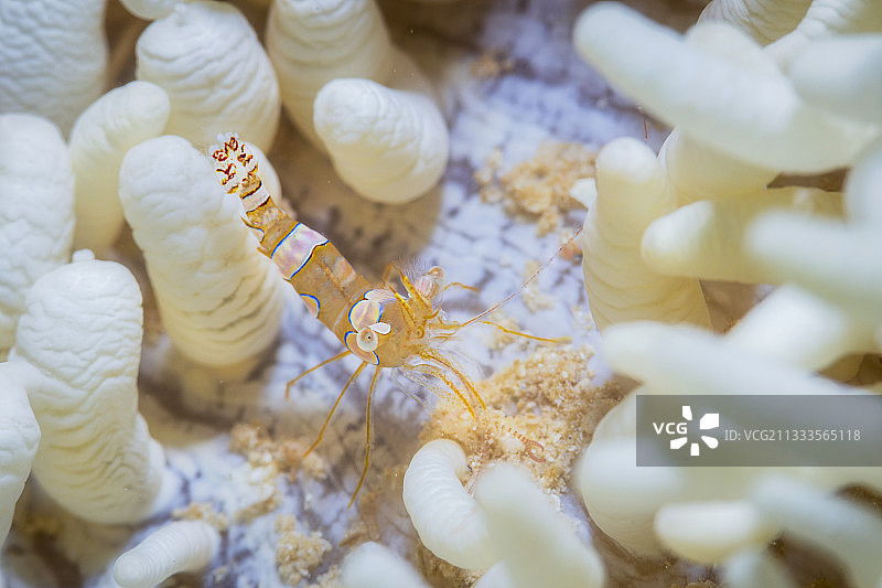 共生海葵中的性感虾图片素材
