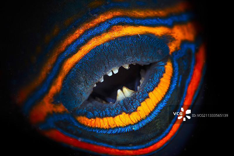 线条橙色扳机鱼（Balistapus undulatus）的嘴部，马约特岛绿洲奖2017图片素材