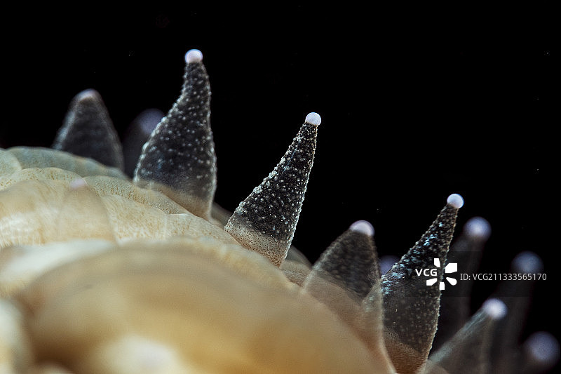 蘑菇珊瑚（Fungia scutaria）在马约特岛夜晚伸出触须图片素材