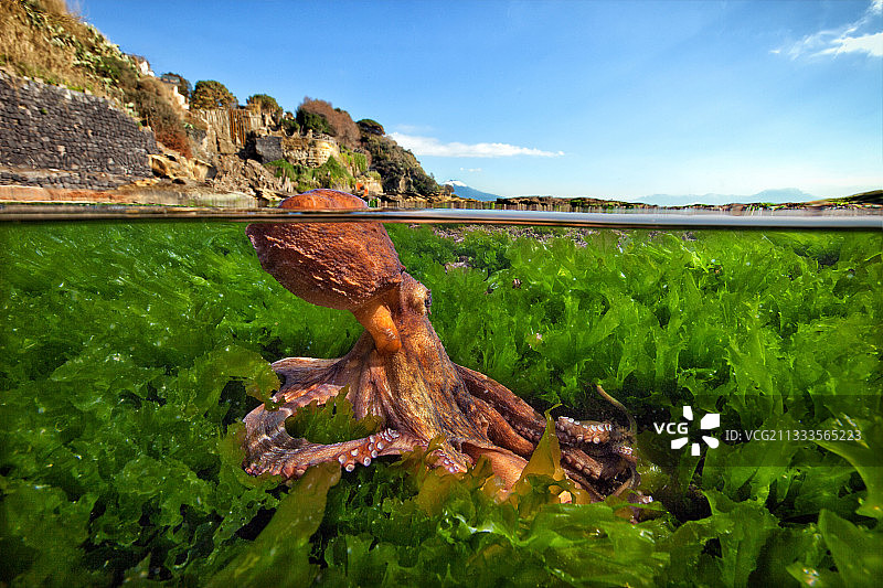 意大利海莴苣中捕食的普通章鱼图片素材