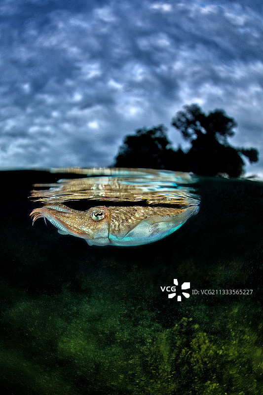 地中海普通乌贼图片素材