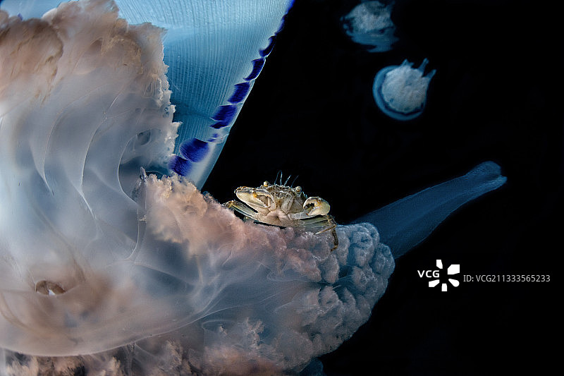 带蟹的钵水母，那不勒斯湾，第勒尼安海，意大利图片素材