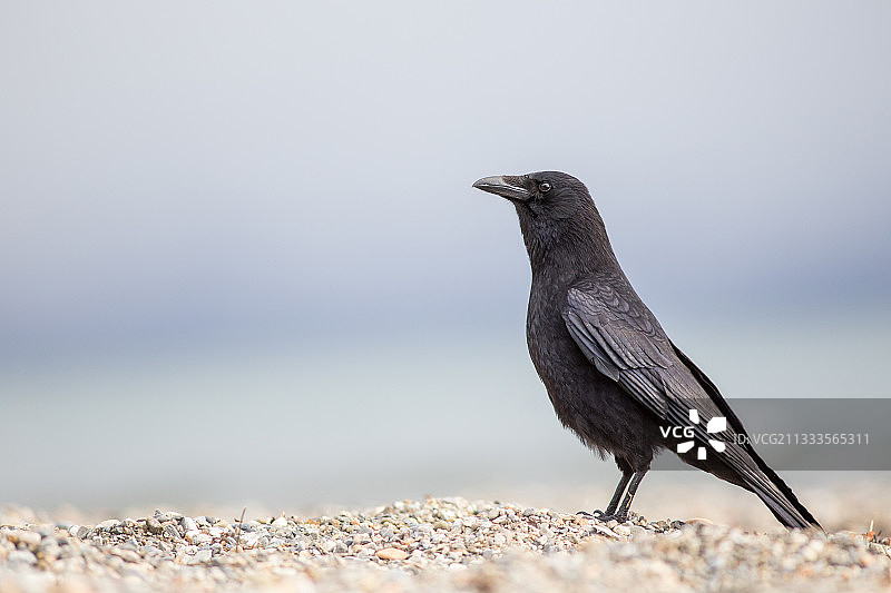 小嘴乌鸦在日内瓦湖的沙滩上，洛桑，瑞士图片素材