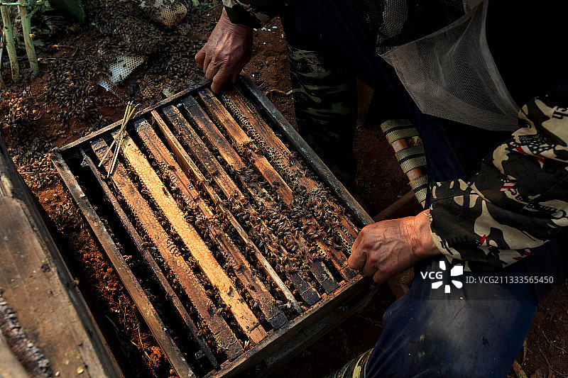 云南罗平油菜花田的养蜂和旅游业图片素材