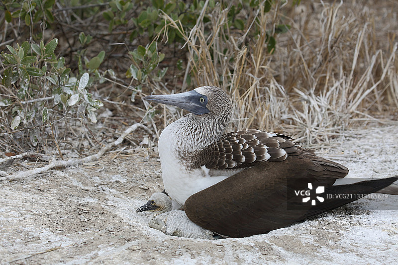 蓝脚鲣鸟（Sula nebouxii），成年鸟孵化两只小鸡，拉普拉塔岛，厄瓜多尔图片素材