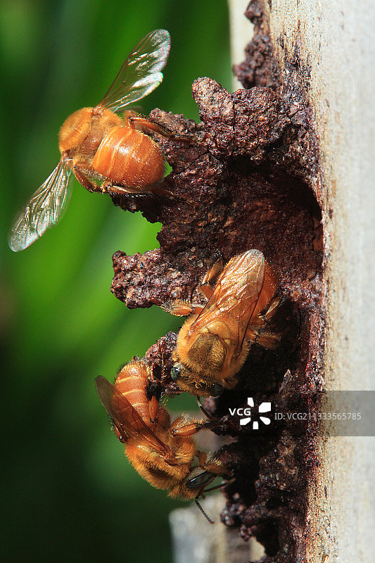 亚马逊无刺蜂蜂巢入口图片素材