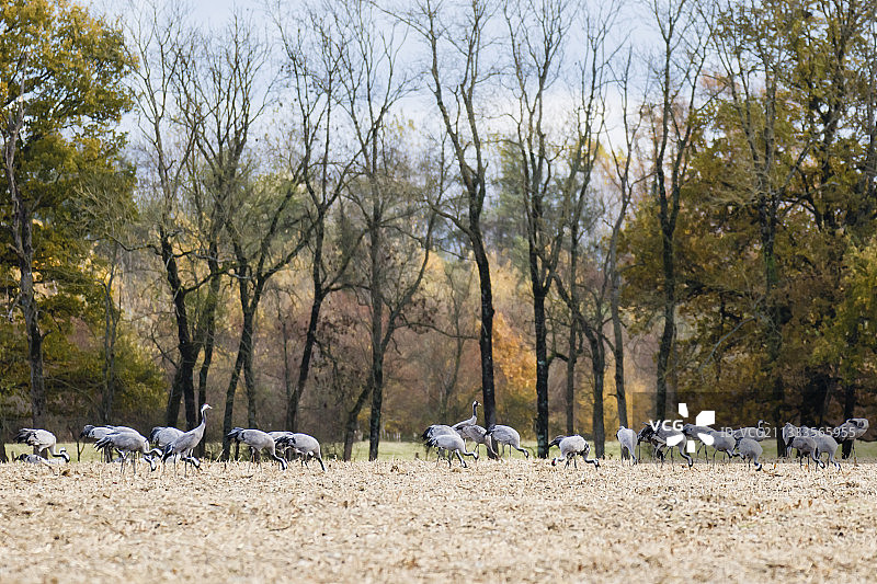 法国德尔湖草地上的普通鹤图片素材