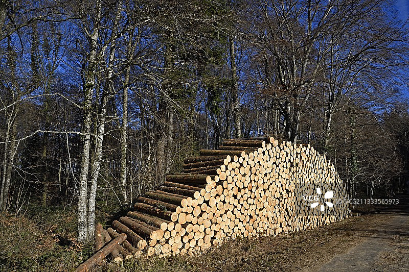 法国杜省万东库尔森林的冷杉木材切割和储存图片素材