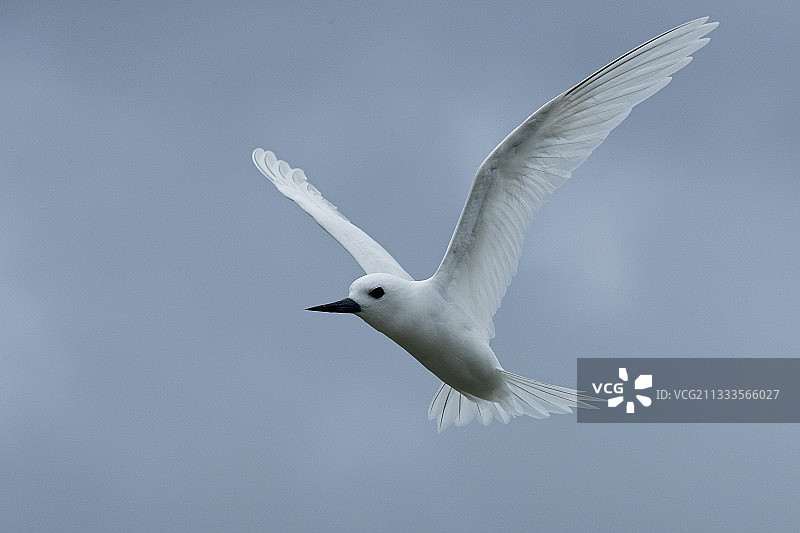 塞舌尔圣约瑟夫环礁飞行的白玄鸥图片素材