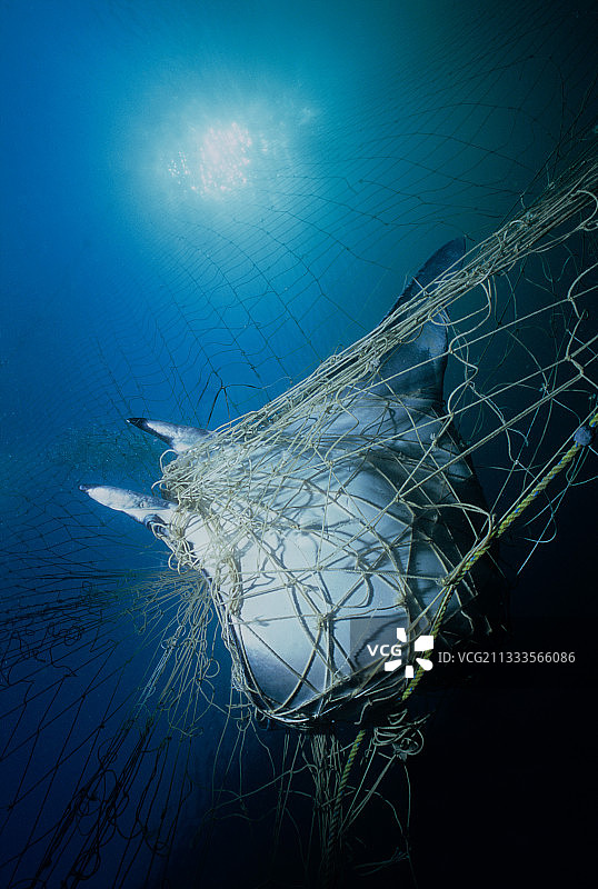 蝠鲼（Manta birostris）被渔网捕获。墨西哥瓦塔巴姆波，科尔特斯海，太平洋。图片素材