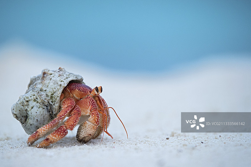 椰子蟹（Coenobita perlatus），塞舌尔达罗斯岛沙滩图片素材