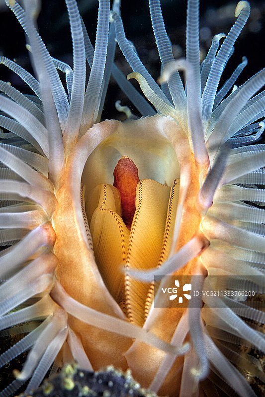 夜潜拍摄的瘤锉蛤图片素材