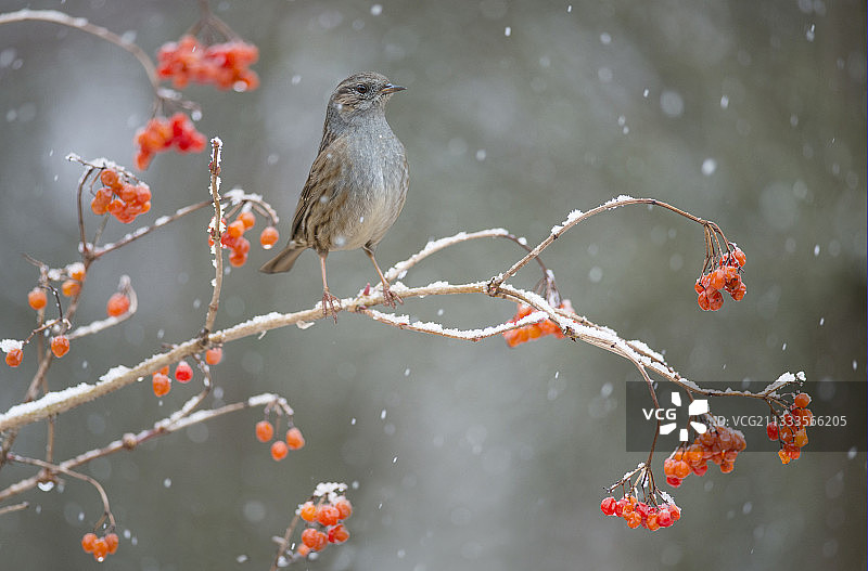 雪地里的欧金翅雀，北部孚日地区自然公园，法国图片素材