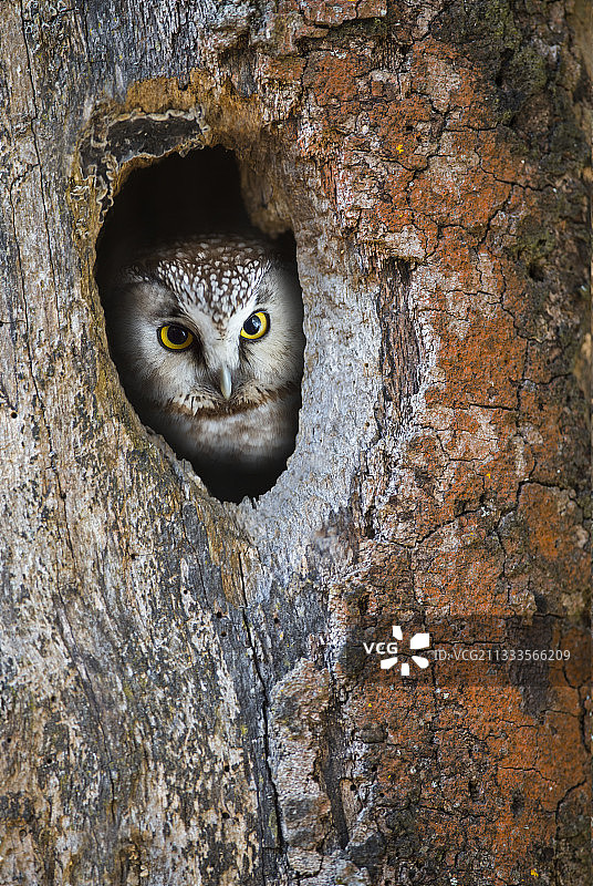 法国汝拉地区的鬼鸮（Aegolius funereus）在其巢穴前图片素材