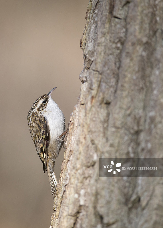 树干上的普通旋木雀，法国北部孚日地区自然公园图片素材