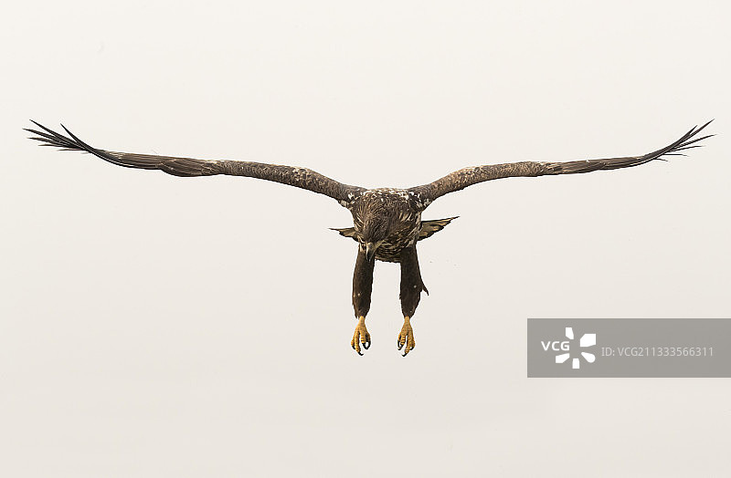 白尾海雕（白尾雕）在匈牙利飞行图片素材