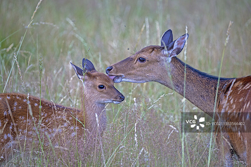 母鹿和小鹿（梅花鹿），法国上索恩省私人公园图片素材