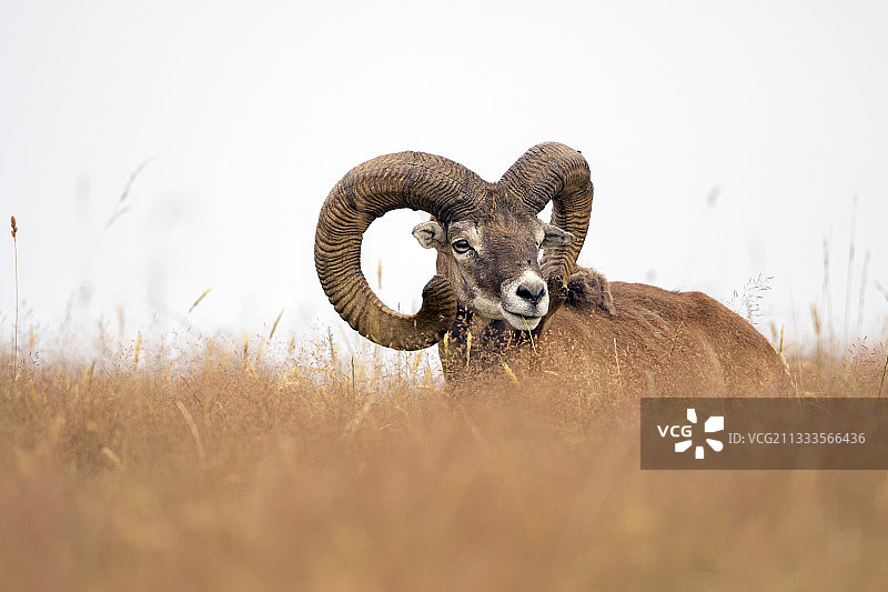 法国上索恩省私人公园里的摩弗伦盘羊图片素材