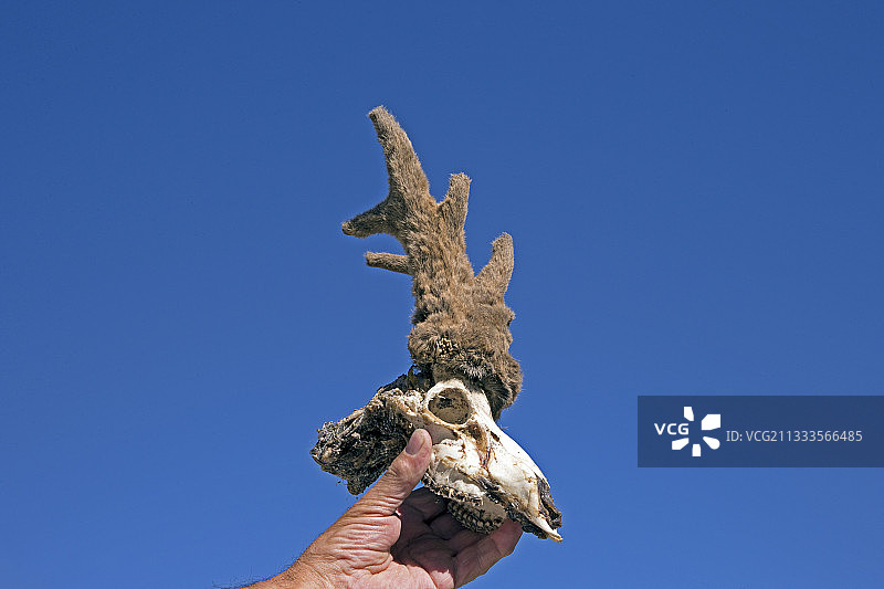 狍鹿奖杯（阿韦龙，法国）图片素材