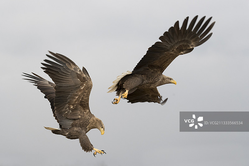 飞行中的白尾海雕（匈牙利，冬季）图片素材