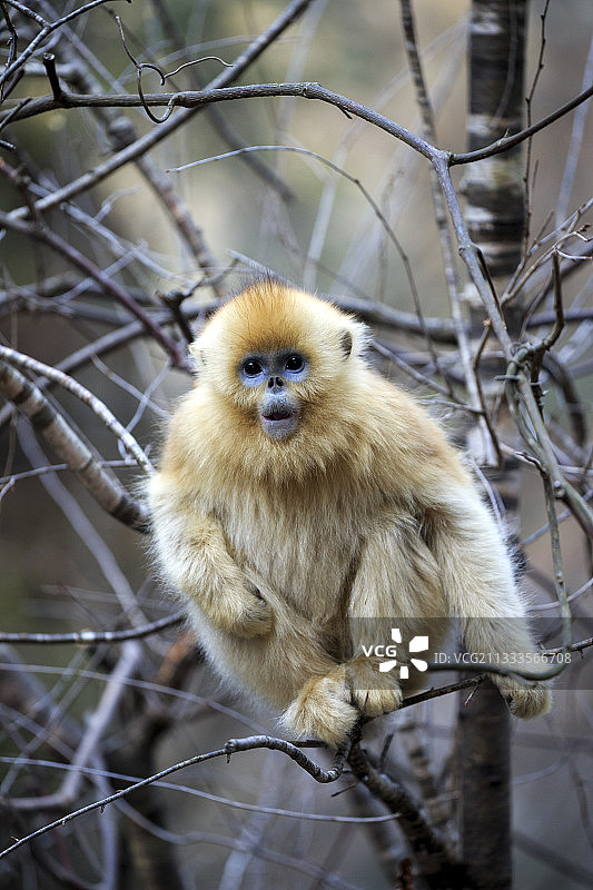 川金丝猴幼崽（学名：Rhinopithecus roxellana），摄于中国陕西省秦岭山区图片素材