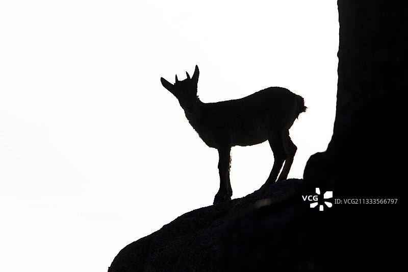 西班牙野山羊图片素材