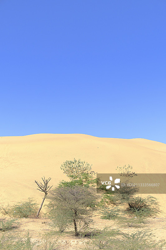 印度拉贾斯坦邦塔尔沙漠：杰伊瑟尔梅尔和焦特布尔之间的沙丘和植被图片素材