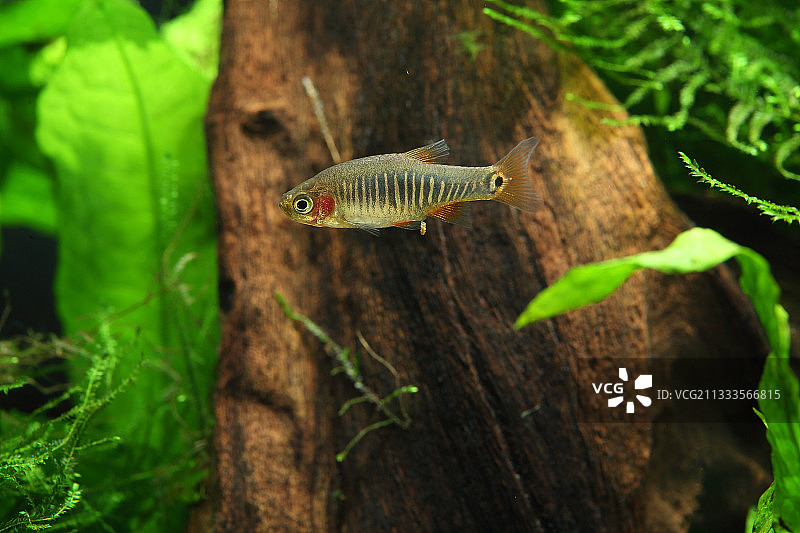 迷你水族箱中的绿宝石小 rasbora 鱼 (Danio erythromicron)图片素材