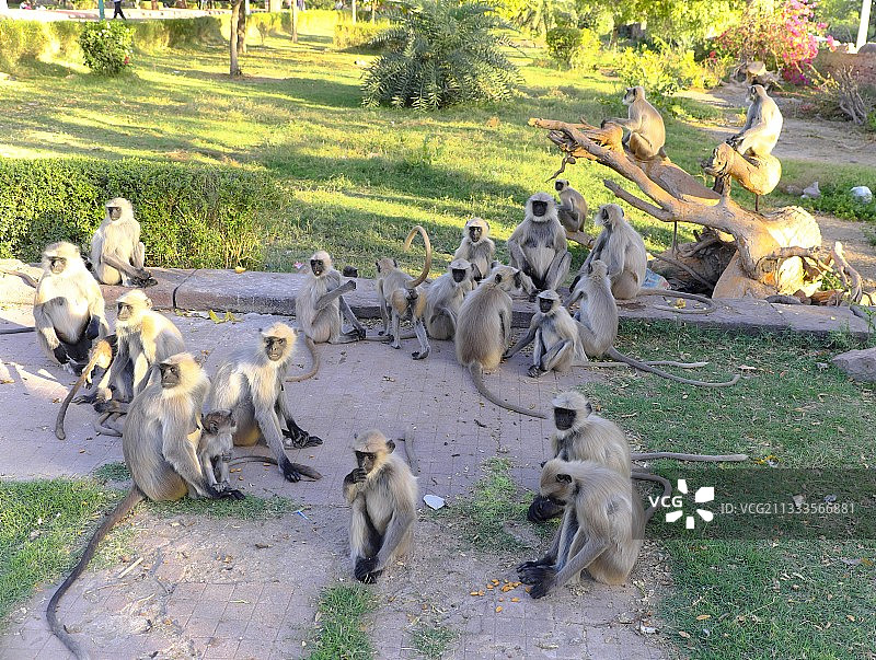 印度曼多尔花园的哈努曼叶猴图片素材