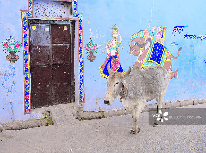 印度拉贾斯坦邦邦迪市：蓝色外墙房屋街道上的流浪牛图片素材