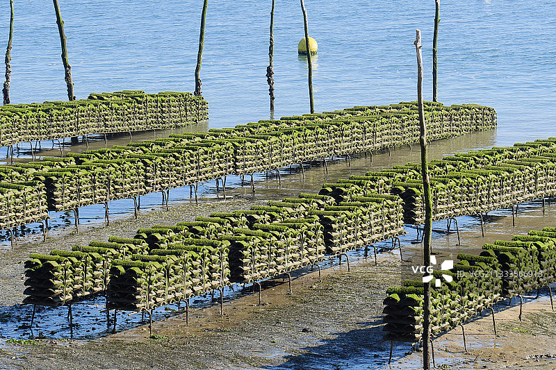 法国阿卡雄盆地的牡蛎养殖场图片素材