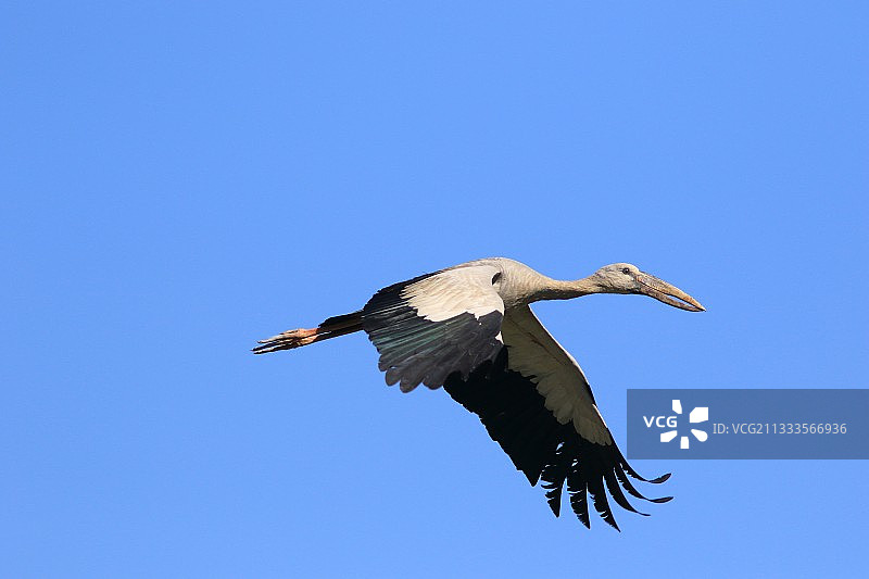 印度飞行中的亚洲钳嘴鹳图片素材