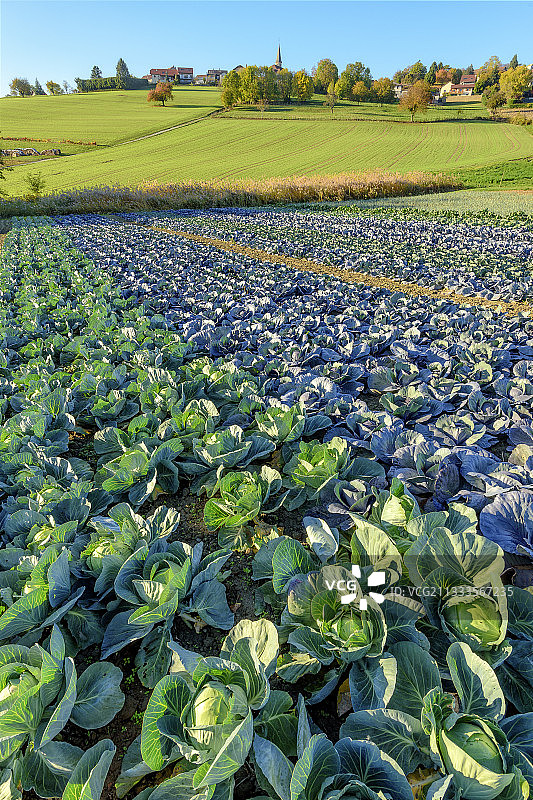 绿色和红色卷心菜，卡车农场，上萨瓦省，法国图片素材