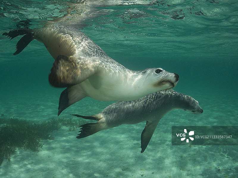 澳大利亚海狮图片素材