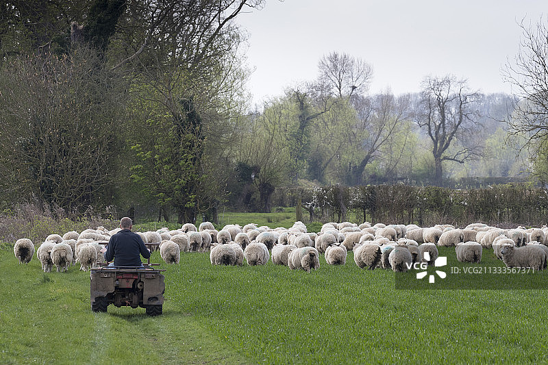 英格兰春季的绵羊养殖户和羊群图片素材