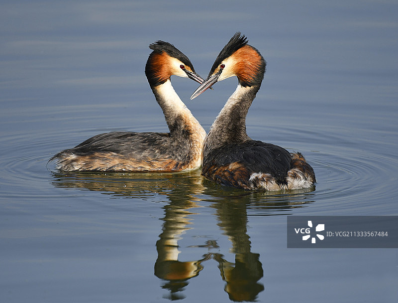 凤头鸊鷉在水上求偶展示图片素材