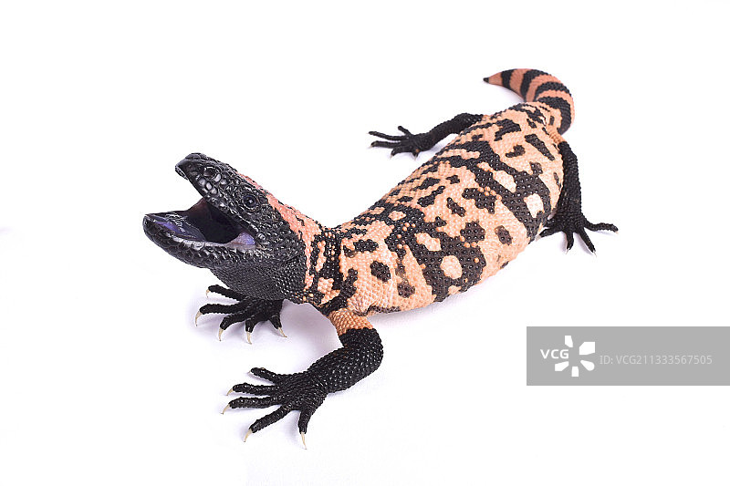 带状吉拉毒蜥 白色背景图片素材
