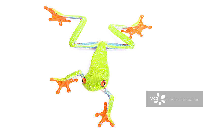 白色背景上的红眼树蛙图片素材